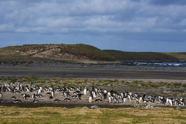Gentoo penguins (Pygoscelis papua), Sea Lion Island, Falkland Islands.
