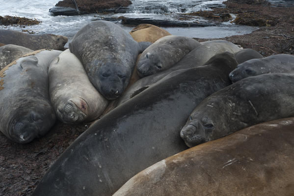 Southern elephant seal (Mirounga leonina), Sea Lion Island.
