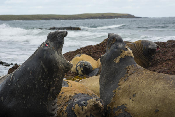 Southern elephant seal (Mirounga leonina), Sea Lion Island.
