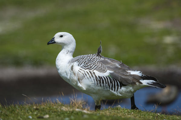 Male upland goose (Chloephaga picta), volunteer Point, Falkland Islands.