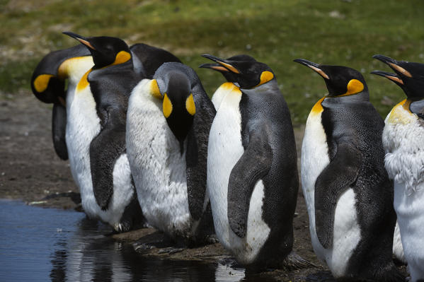 King penguin (Aptenodytes patagonica), Volunteer Point, Falkland Islands.