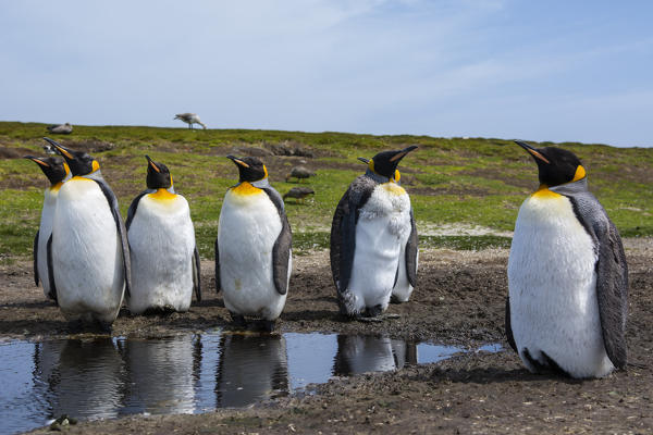 King penguin (Aptenodytes patagonica), Volunteer Point, Falkland Islands.