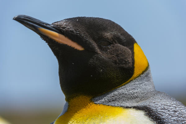King penguin (Aptenodytes patagonica), Volunteer Point, Falkland Islands.