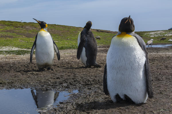 King penguin (Aptenodytes patagonica), Volunteer Point, Falkland Islands.
