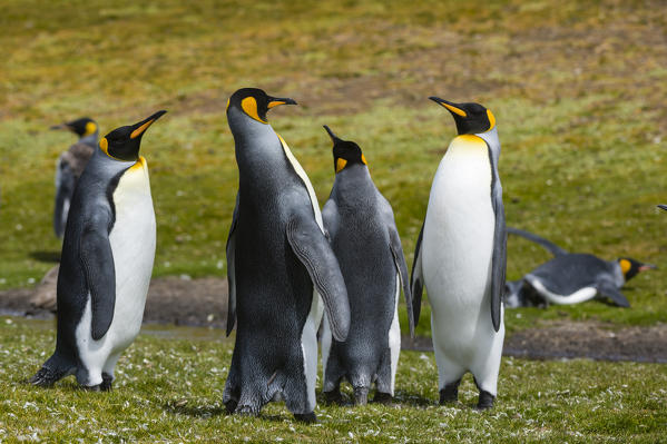 King penguin (Aptenodytes patagonica), Volunteer Point, Falkland Islands.