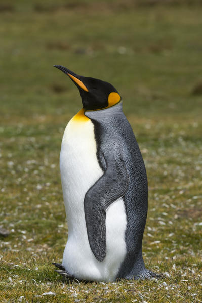 King penguin (Aptenodytes patagonica), Volunteer Point, Falkland Islands.