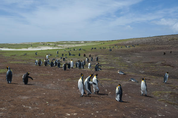 King penguin (Aptenodytes patagonica), Volunteer Point, Falkland Islands.
