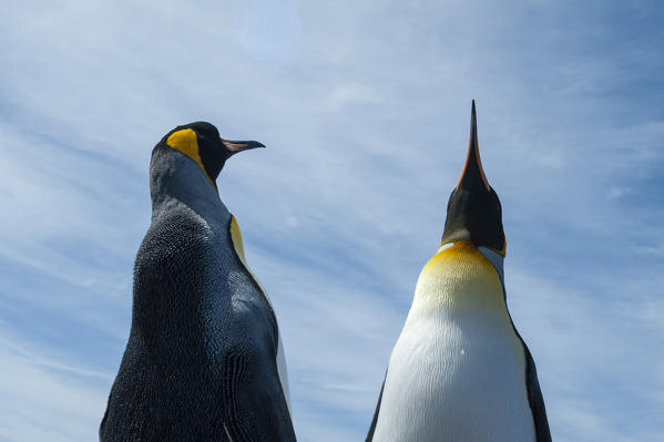 King penguin (Aptenodytes patagonica), Volunteer Point, Falkland Islands.
