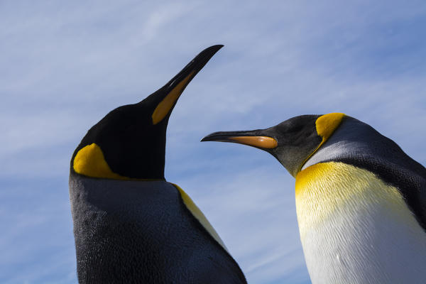 King penguin (Aptenodytes patagonica), Volunteer Point, Falkland Islands.