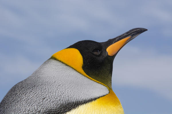 King penguin (Aptenodytes patagonica), Volunteer Point, Falkland Islands.