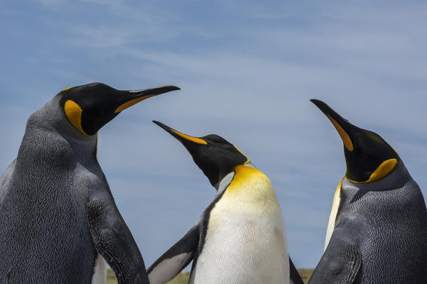 King penguin (Aptenodytes patagonica), Volunteer Point, Falkland Islands.