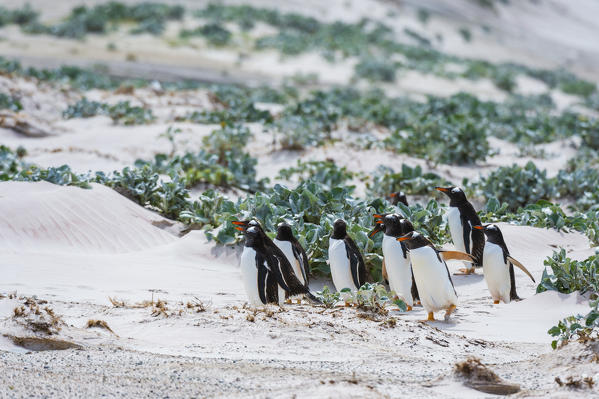 Gentoo penguins (Pygoscelis papua), Volunteer Point, Falkland Islands.