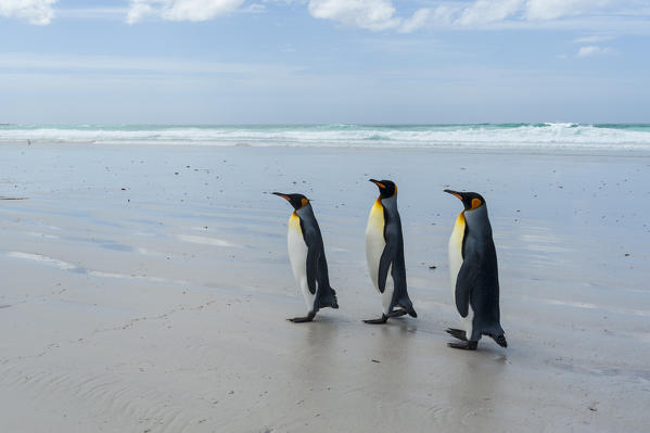 King penguin (Aptenodytes patagonica), Volunteer Point, Falkland Islands.