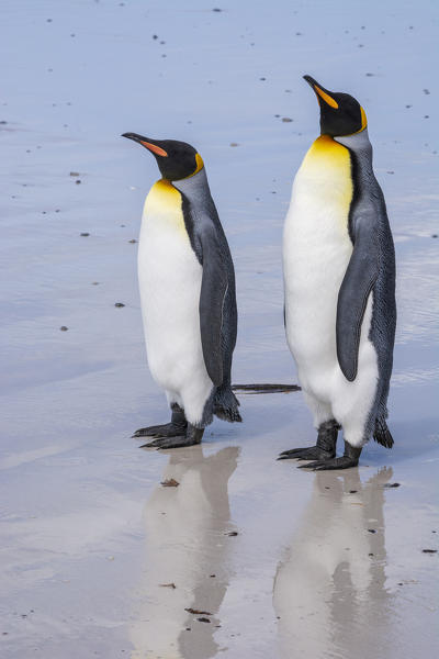King penguin (Aptenodytes patagonica), Volunteer Point, Falkland Islands.