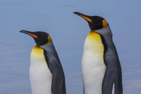 King penguin (Aptenodytes patagonica), Volunteer Point, Falkland Islands.