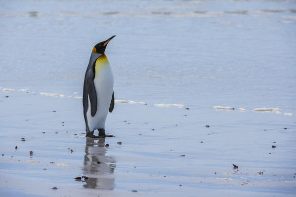King penguin (Aptenodytes patagonica), Volunteer Point, Falkland Islands.