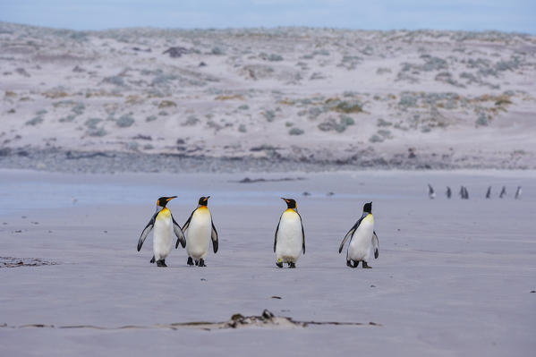 King penguin (Aptenodytes patagonica), Volunteer Point, Falkland Islands.