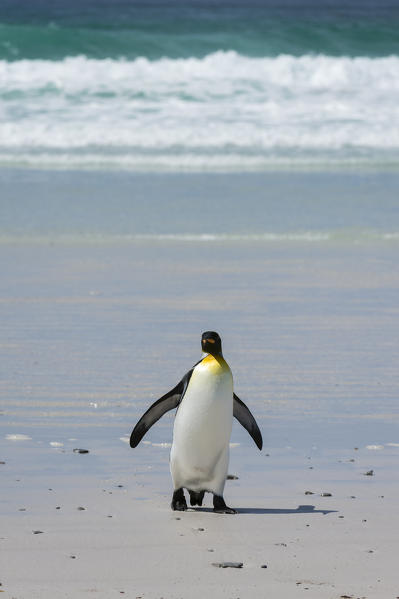 King penguin (Aptenodytes patagonica), Volunteer Point, Falkland Islands.