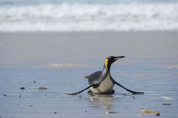 King penguin (Aptenodytes patagonica), Volunteer Point, Falkland Islands.