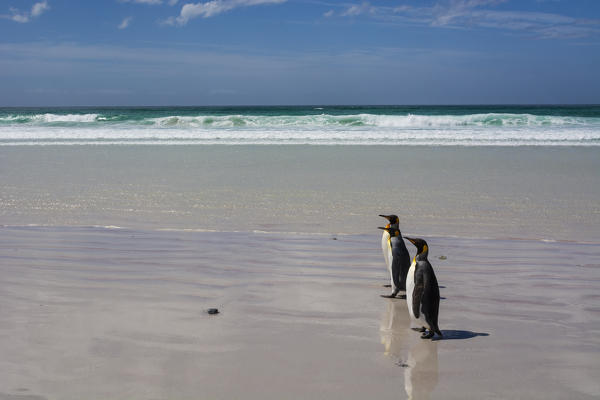 King penguin (Aptenodytes patagonica), Volunteer Point, Falkland Islands.
