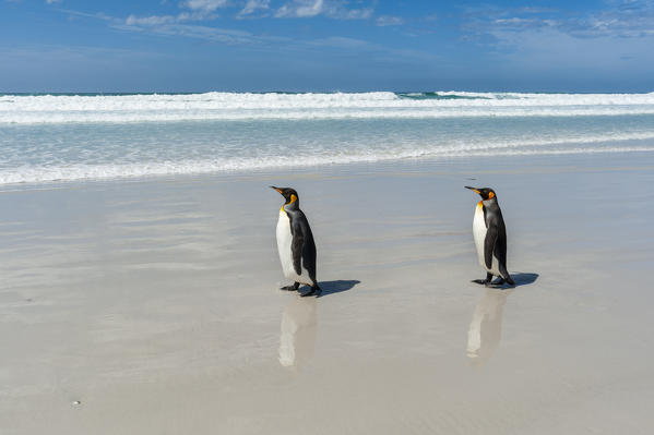 King penguin (Aptenodytes patagonica), Volunteer Point, Falkland Islands.