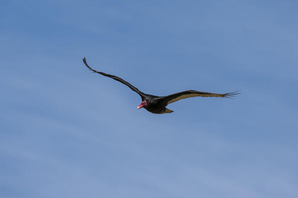 Turkey vulture (Cathartes aura), Cape Dolphin, Falkland Islands.