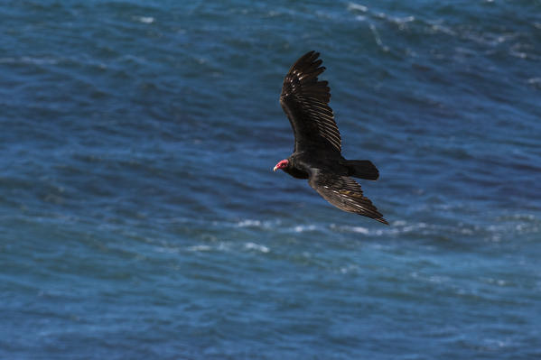 Turkey vulture (Cathartes aura), Cape Dolphin, Falkland Islands.