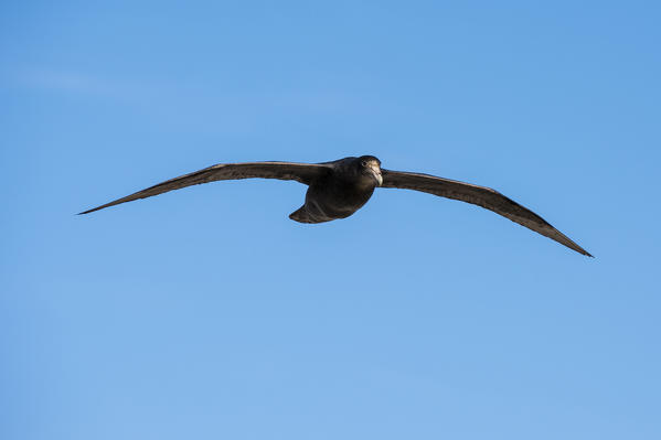 Southern giant petrel (Macronectes giganteus), Cape Dolphin, Falkland Islands.