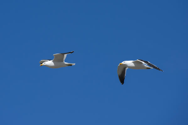Kelp gulls (Larus dominicarus), Cape Dolphin, Falkland Islands.