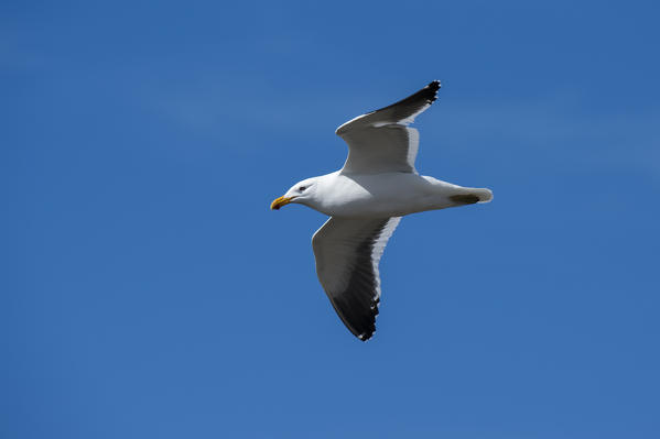 Kelp gulls (Larus dominicarus), Cape Dolphin, Falkland Islands.