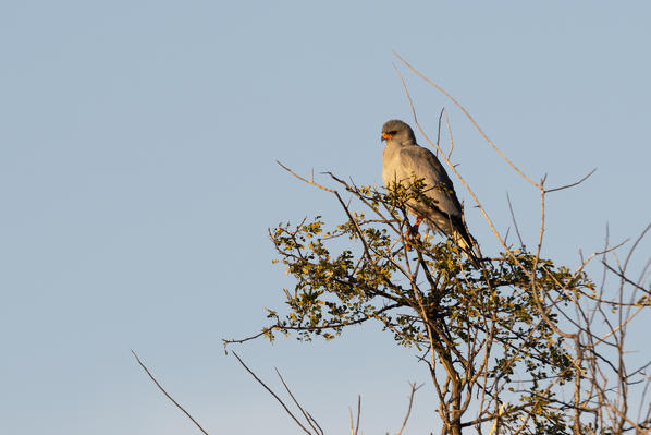 Pale chanting-goshawk (Melierax canorus), Kalahari, Botswana.