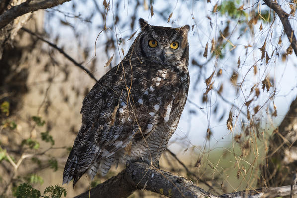 Spotted eagle-Owl (Bubo africanus), Kalahari, Botswana.