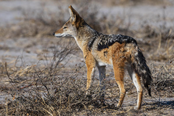 Black-backed jackal (Canis mesomelas), Kalahari, Botswana.