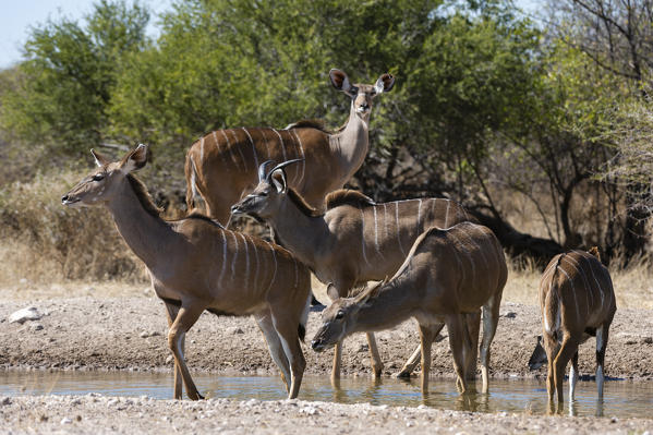 Greater kudu (Tragelaphus strepsiceros), Kalahari, Botswana.