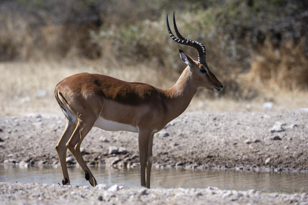 Impala (Aepyceros melampus) at waterhole, Kalahari, Botswana.