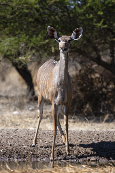 Greater kudu (Tragelaphus strepsiceros), Kalahari, Botswana.
