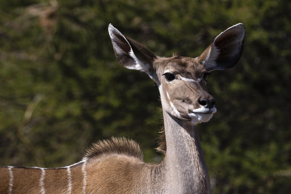 Greater kudu (Tragelaphus strepsiceros), Kalahari, Botswana.