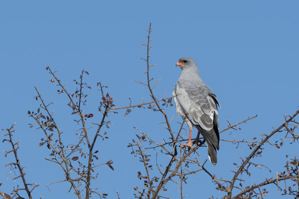 Pale chanting-goshawk (Melierax canorus), Kalahari, Botswana.