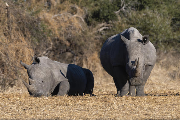 White rhinoceros (Ceratotherium simum), Kalahari, Botswana.