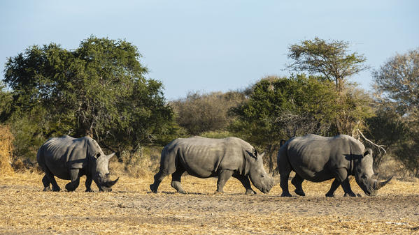 White rhinoceros (Ceratotherium simum), Kalahari, Botswana.