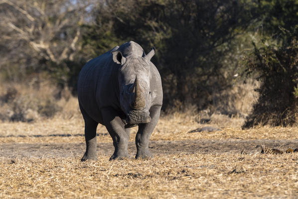 White rhinoceros (Ceratotherium simum), Kalahari, Botswana.