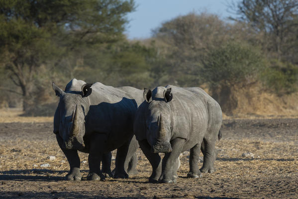 White rhinoceros (Ceratotherium simum), Kalahari, Botswana.