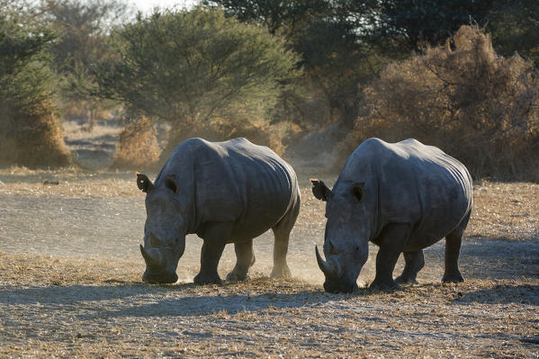 White rhinoceros (Ceratotherium simum), Kalahari, Botswana.