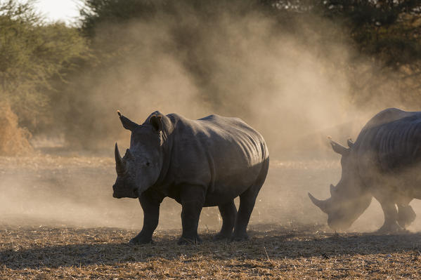 White rhinoceros (Ceratotherium simum), Kalahari, Botswana.