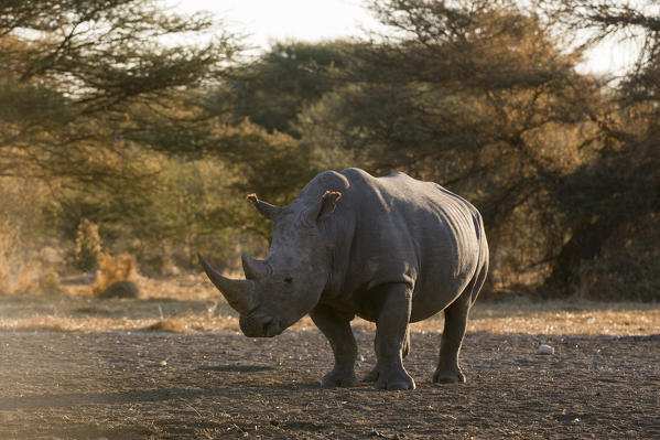 White rhinoceros (Ceratotherium simum), Kalahari, Botswana.