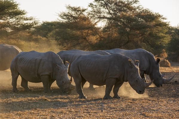White rhinoceros (Ceratotherium simum), Kalahari, Botswana.
