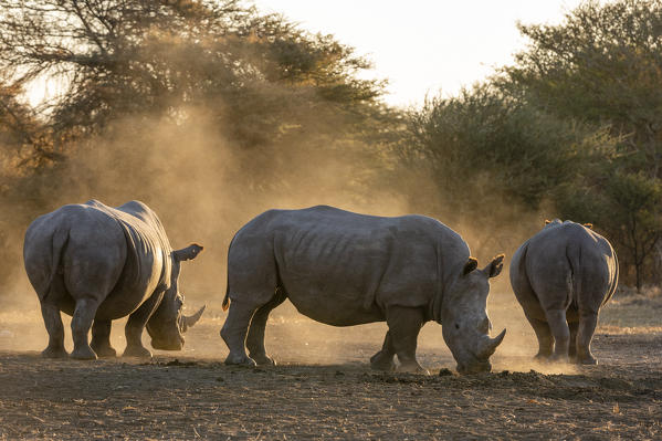 White rhinoceros (Ceratotherium simum), Kalahari, Botswana.