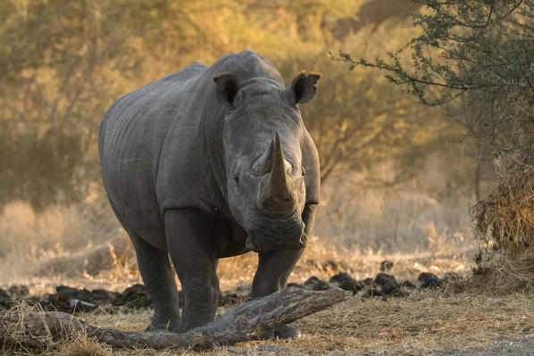 White rhinoceros (Ceratotherium simum), Kalahari, Botswana.