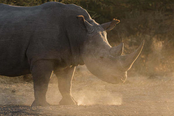 White rhinoceros (Ceratotherium simum), Kalahari, Botswana.