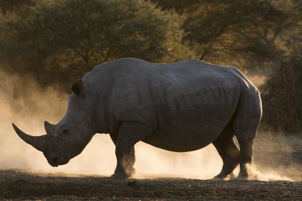White rhinoceros (Ceratotherium simum), Kalahari, Botswana.